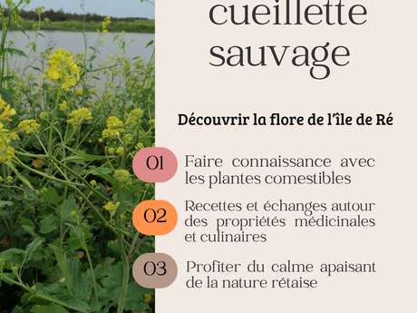 Découverte des plantes sauvages et comestibles