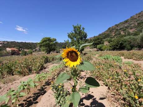 Besichtigung der Terrassen von Saint-Clair