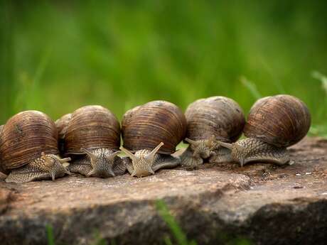 Visit of the Arno snail farm