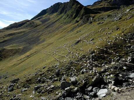 Rencontre en alpage : biodiversité et pastoralisme