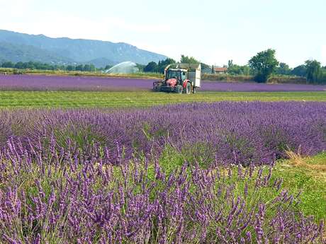 Les lavandes d'Isabelle et Sébastien