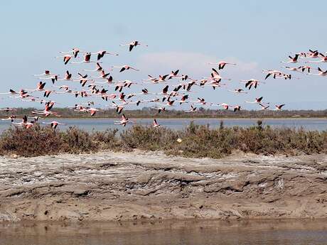 La visite “Les Joyaux de Camargue” à la manade Allard