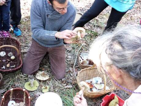 Sortie champignons