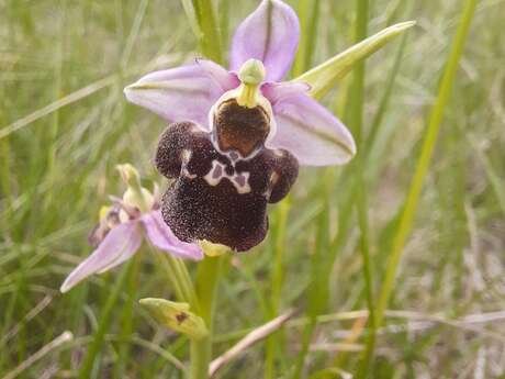 Les orchidées sauvages du puy de Pileyre