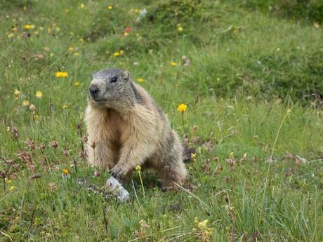 L'Avis des Marmottes