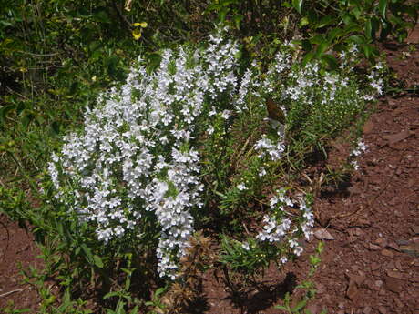 Découverte des plantes sauvages du Mercantour.