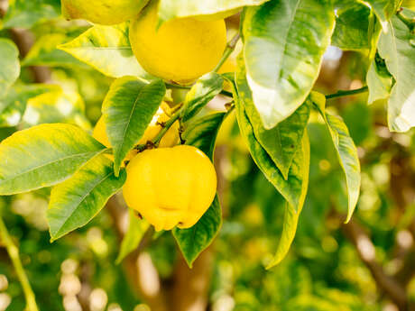 Frédéric Vial - Produttore di Limone di Mentone IGP