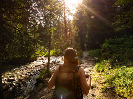 The Alpine Forest Trail
