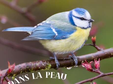 Les Ateliers des Babets : Dans la peau d'un oiseau