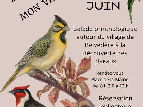 Les oiseaux de mon village