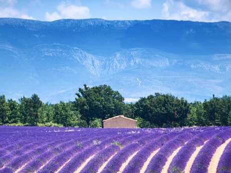 Le Plateau de Valensole