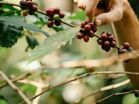 Stage Plantes Sauvages et Carnet de Cueillette