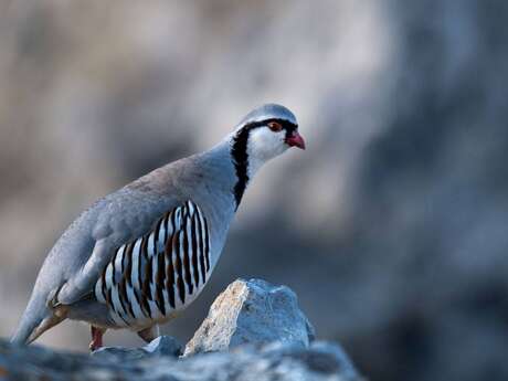 Conférence sur les galliformes de montagne