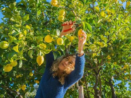 Visite de Producteur Citron de Menton - Emilie et les Citrons de Pépé - Producteur Citron de Menton IGP