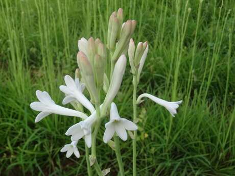 De la Fleur au Parfum chez Fragonard "La Tubéreuse"