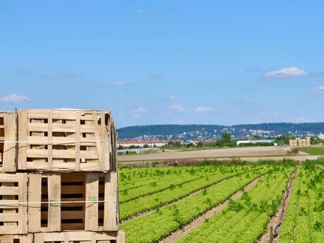 Visite commentée de l'exploitation maraîchère Guehennec