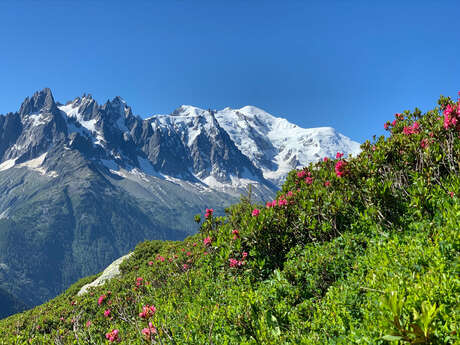 Randonnée Aiguillette d'Argentière