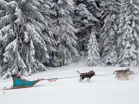 Baptême en traîneau à chiens avec Symbiose chien polaire