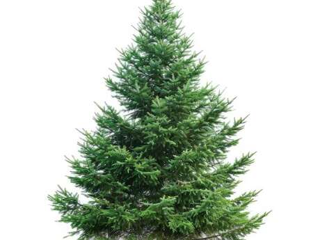 Pourquoi les conifères sont-ils les stars de l’hiver ?