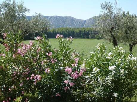 Les Alpilles