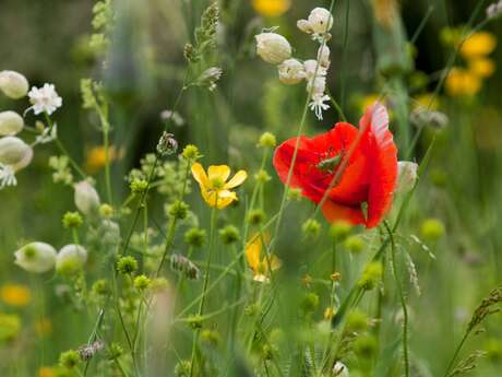 Rendez-vous nature et peinture : La biodiversité au moulin du Séchier