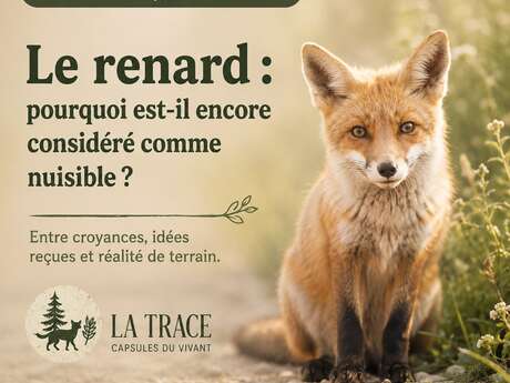 CAPSULES DU VIVANT • Le renard, entre mythes et réalités