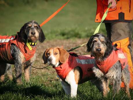 Concours de chiens de pied dans la voie du sanglier