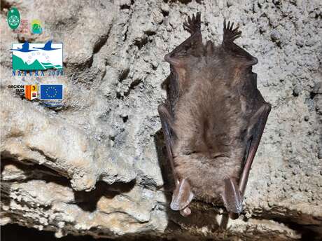Le monde mystérieux des chauves-souris : projection