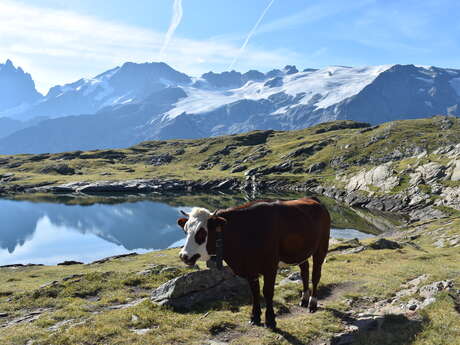 Soirée ciné documentaire : Pastoralisme au pays de la Meije
