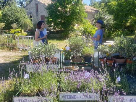 Visite guidée de la Ferme aux Lavandes