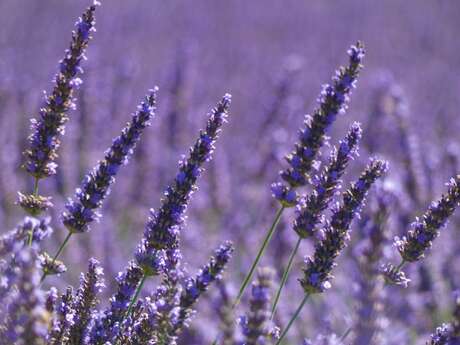 Enquête à la lavanderaie - Lavanderaie des Hautes Baronnies