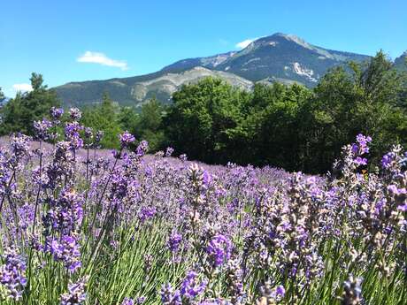 Distillery " Les Pusteaux "