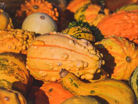 Fête de la courge