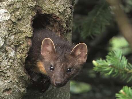 Ciné-débat "Premières Loges" de Vincent Chabloz