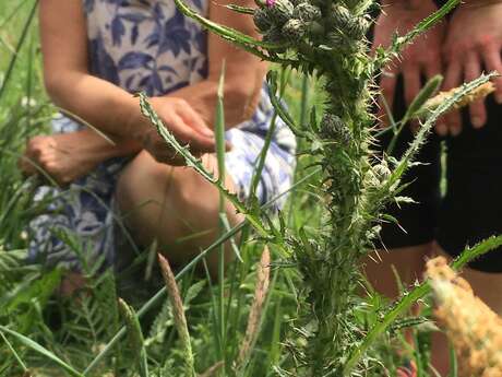 Sortie "Rencontre avec les plantes sauvages"