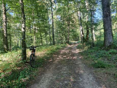 Circuit VTC-Gravel n°6 (rouge) Chemins des bois de Bresse