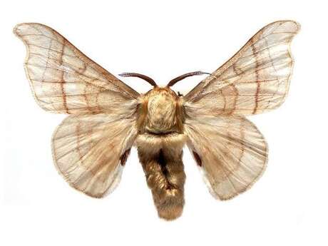 Bombyx Mori - Cie Appesa