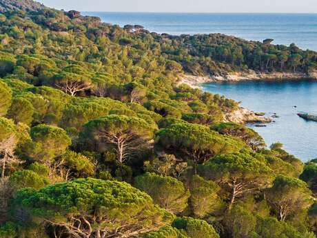 Richesses Croisiennes : Flore et végétation du Cap Lardier