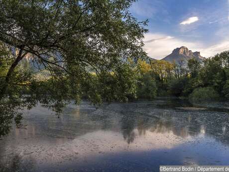 Arbres au bord de l'eau : les forêts alluviales