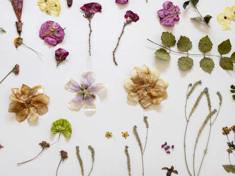 Réalisation d'un herbier