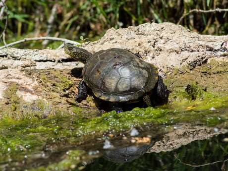 Balade naturaliste en canoë sur l'Argens