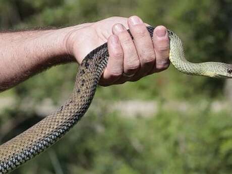 Sur la piste des serpents au Vigueirat
