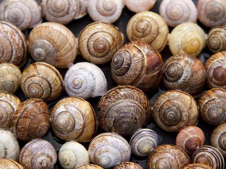 Jocelyn Poudevigne - escargots