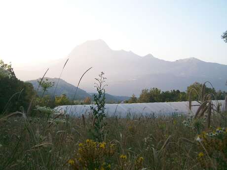 Spiruline de l'Essen'Ciel
