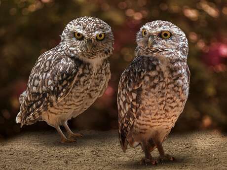 Sortie LPO - Chauve-Souris et oiseaux nocturnes