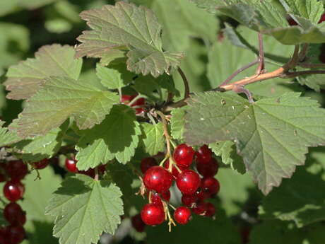 CBN | Groseillers et cassissiers, une collection botanique gourmande à découvrir!