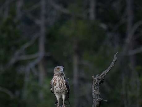 Les oiseaux des gorges de Daluis