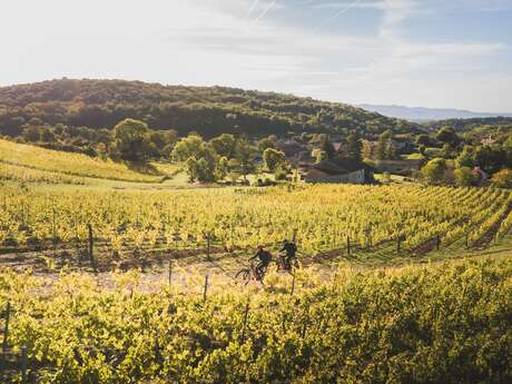 Circuit VTT n°23 (rouge) Entre vignoble et gorges du Suran