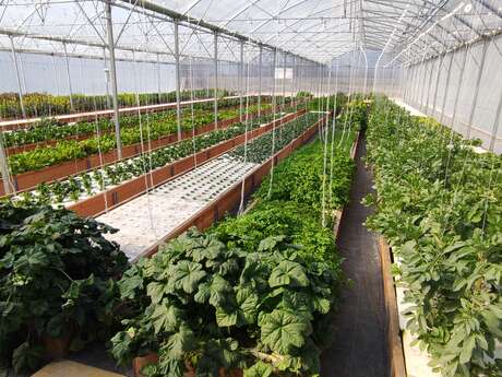 Aquaponik-Farm im Pays de Gex