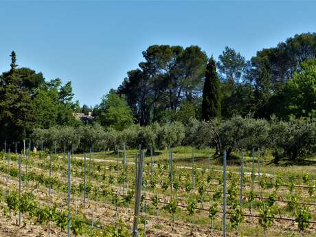 SAINT-RÉMY-DE-PROVENCE - La grosse Galine